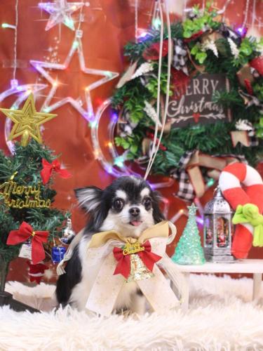 20231221てんちゃん